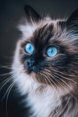 A detailed shot of a feline face featuring piercing blue eyes, suitable for use in pet-related content or as a standalone image