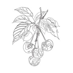 cherry line sketch black on white paper 