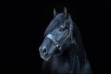 Black shot head portrait of an elderly senior noriker coldblood horse stallion; isolated on black...