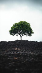 Solitary Green Tree Thriving on Barren Volcanic Ground, Symbol of Resilience and Hope