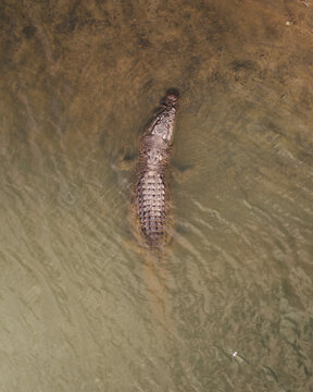 Aerial view of Mowbray River Bridge with a saltwater crocodile in its natural habitat, Mowbray, Queensland, Australia.