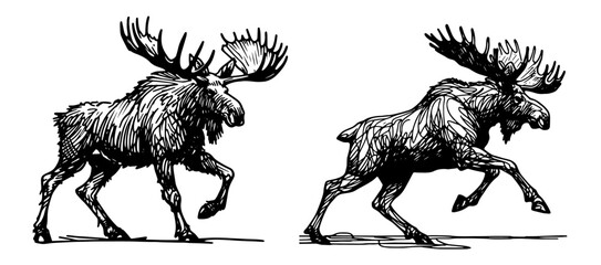 elegant moose in motion drawn in monoline, expressive black vector art © Luka