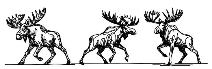 Wildlife illustrations of moose with antlers in black vector style