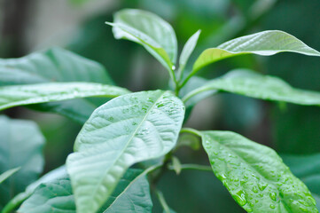 Persea americana Mill or Avocado, Lauraceae or Persea gratissima or avocado plant and rain droplet