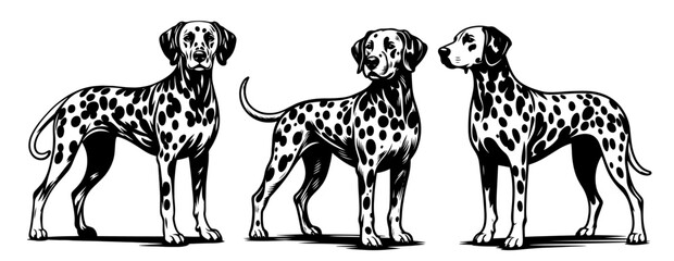elegant line art of dalmatian dog, capturing iconic spotted coat in minimalist style black vector