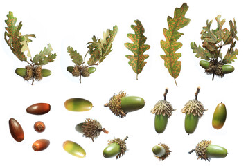 acorns and oak leaves