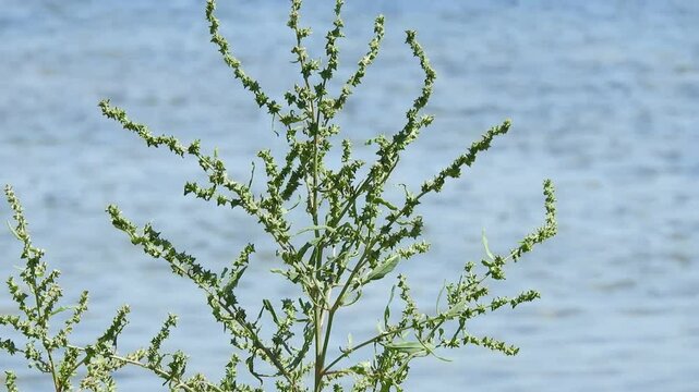 [4K] Sea Orache (Atriplex subcordata) Growing on Sandy Beach: Coastal Halophyte in Mutsu Bay, Aomori, Japan 【4K】海岸の砂地に自生するハマアカザ：陸奥湾の浜辺に広がる塩生植物と、青森の静かな海の自然風景素材 撮影日：20240819-1