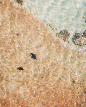 Aerial view of stingrays swimming in the beautiful ocean at Coral Bay, Western Australia, Australia.