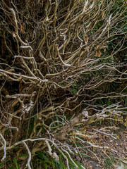 Dry tree branches covered with snow and ice in the forest