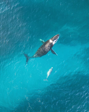 Aerial view of humpback whales swimming in blue water at Sandy Bay, Cape Range National Park, Western Australia.