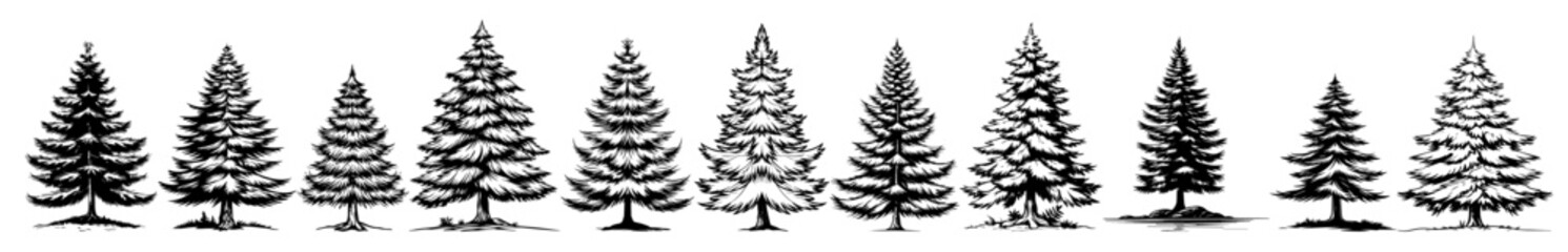 Fototapeta premium collection of pine tree illustrations in different styles, black vector