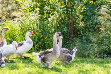 Poultry with valuable meat and a source of nutrients - Goose. Free-range geese