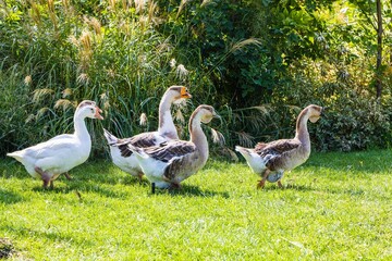 Poultry with valuable meat and a source of nutrients - Goose. Free-range geese