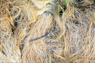 Fototapeta premium Natural texture in nature with natural plant surface of bush tree.