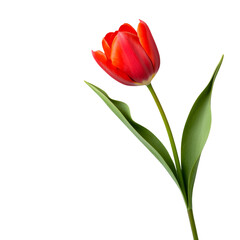 Red tulip flower with green leaves on transparent background.