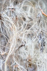 Natural texture in nature with natural plant surface of bush tree.