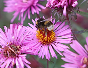 une abeille en activité de butiner © helenedevun