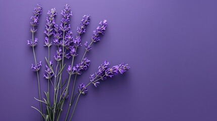 Summer layout made with fresh lavender on violet background minimal flower arrangement