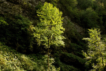 
A ray of sun penetrated into the depths of the mountain gorge and illuminated two trees and a patch of grass on its way on the mountainside. The remaining plants remain in the shade.
