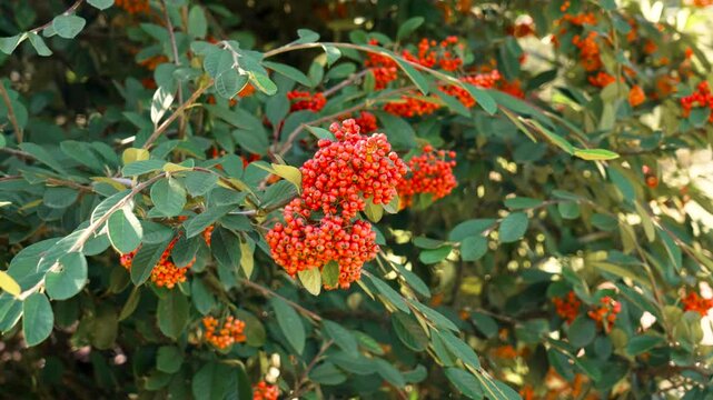 Bright clusters of orange-red pyracantha berries hang densely on a branch, surrounded by green leaves