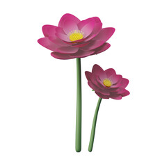 Pink lotus flower isolated on white, blooming beautifully in spring, 3d rendering
