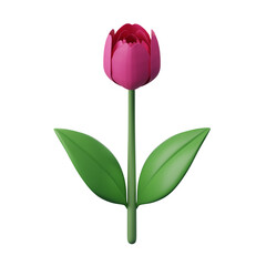 Tulip flower isolated on white background, blooming beautifully in spring, 3d rendering