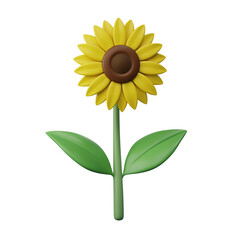 sunflower head blooming, isolated on white background, 3d rendering