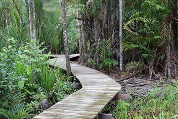wooden boardwalk hiking trail winding it's way into dense tropical rain forest