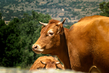 VACAS EN LA MONTAÑA