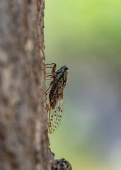 Cicada in France