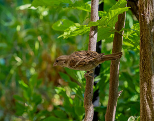 Accentor bird