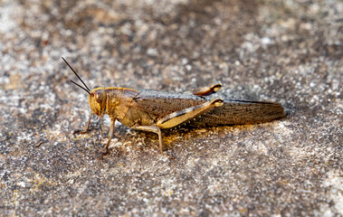 Egyptian grasshopper