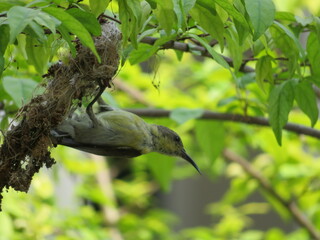 sunbird
