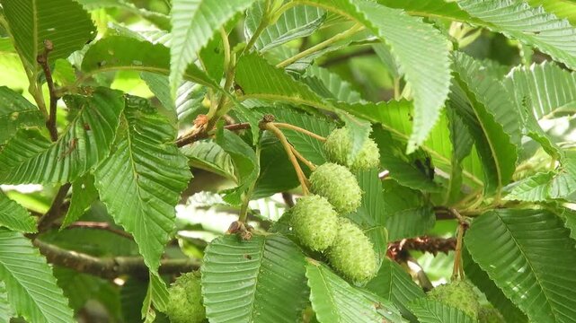 [4K] Unripe Green Cones of Alnus maximowiczii (Miyama Hannoki): Subalpine Alder in Aomori Mountains, Japan 【4K】深山に実るミヤマハンノキ：晩夏の林縁でマツカサ状の緑色の実をつける樹木と、八甲田の自然風景素材 撮影日：20240805-1