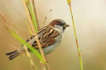 House sparrow, Passer domesticus on the grass stem