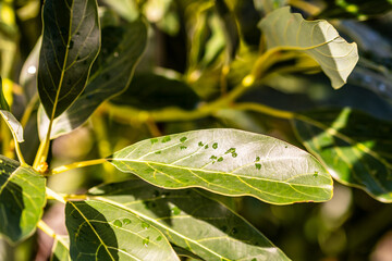Gotas de agua en la vegetación al aire libre.