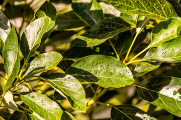 Gotas de agua en la vegetación al aire libre.