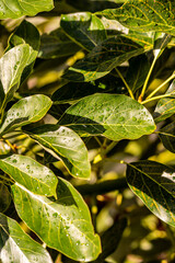 Gotas de agua en la vegetación al aire libre.