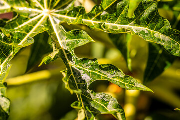 Gotas de agua en la vegetación al aire libre.