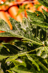 Gotas de agua en la vegetación al aire libre.
