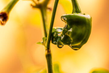 Gotas de agua en la vegetación al aire libre.