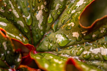 Gotas de agua en la vegetación al aire libre.