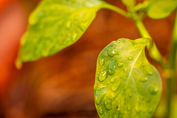 Gotas de agua en la vegetación al aire libre.
