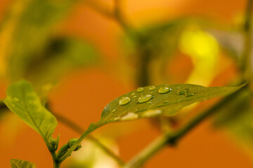 Gotas de agua en la vegetación al aire libre.