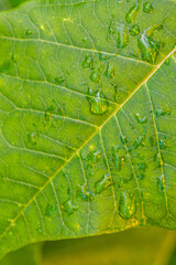 Gotas de agua en la vegetación al aire libre.