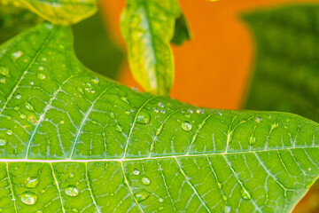 Gotas de agua en la vegetación al aire libre.