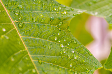Gotas de agua en la vegetación al aire libre.