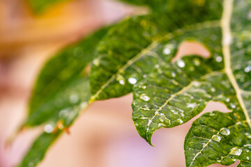 Gotas de agua en la vegetación al aire libre.