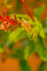 Gotas de agua en la vegetación al aire libre.