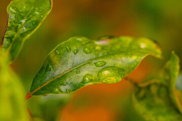 Gotas de agua en la vegetación al aire libre.